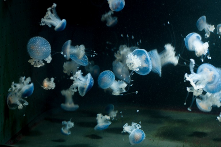 Берлинский аквариум