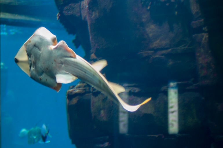 Берлинский аквариум