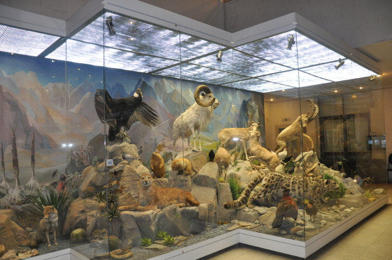 Дарвиновский музей