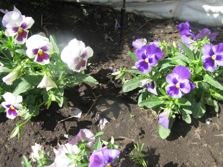 Как я рад, как я рад......