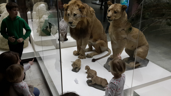 Поездка в дарвиновский музей (фото-отчет)