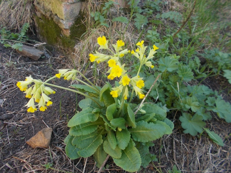Про деревенскую жизнь)