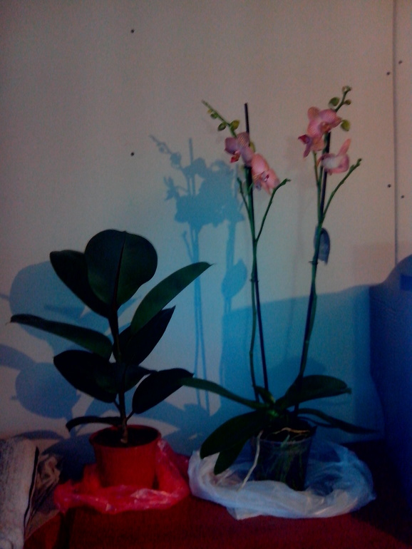 Подарочек от мужа)))