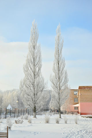 За окошком снегири греют куст рябиновый!!!!