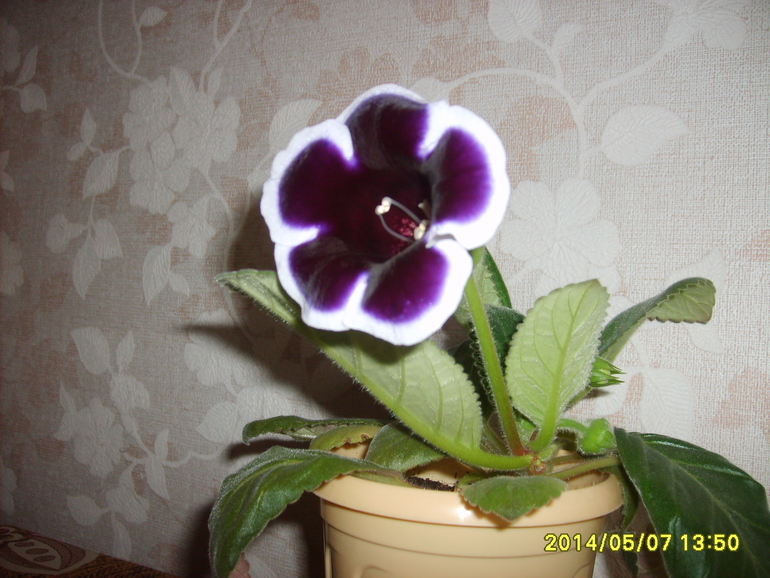 Зацвела родимая