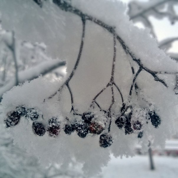 Заполярье (фото моих земляков)