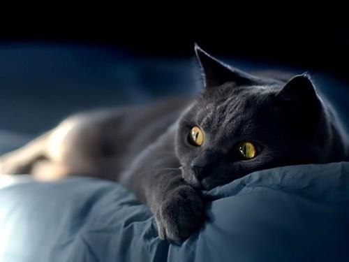 Сейчас Круз поцелует Иден...