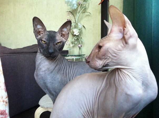 ПЕРЕПОСТ! 2 Сфинкса ищут дом!