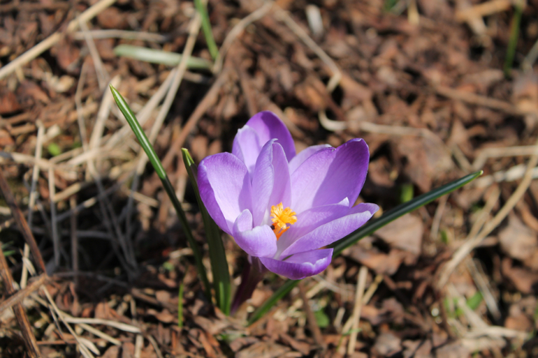 Открыли дачный сезон