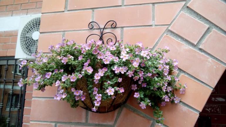 Все цветет и пахнет)