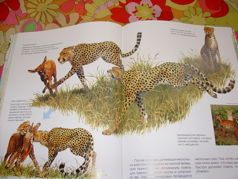 Мир животных, энциклопедия.