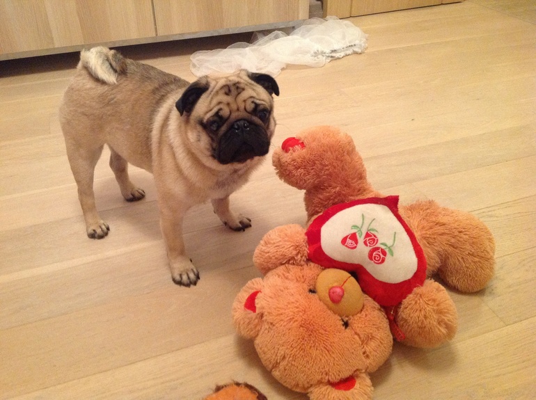 Ребенок и домашние питомцы??