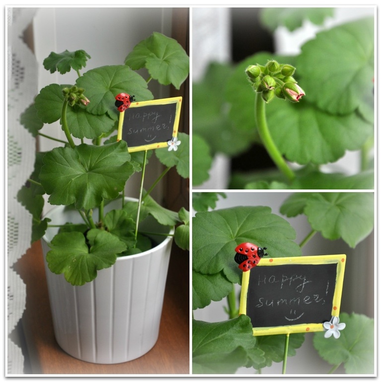 Лето в моей квартире - для конкурса