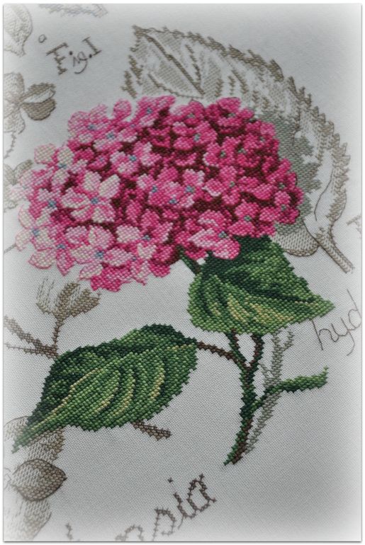 Гортензия, Véronique Enginger