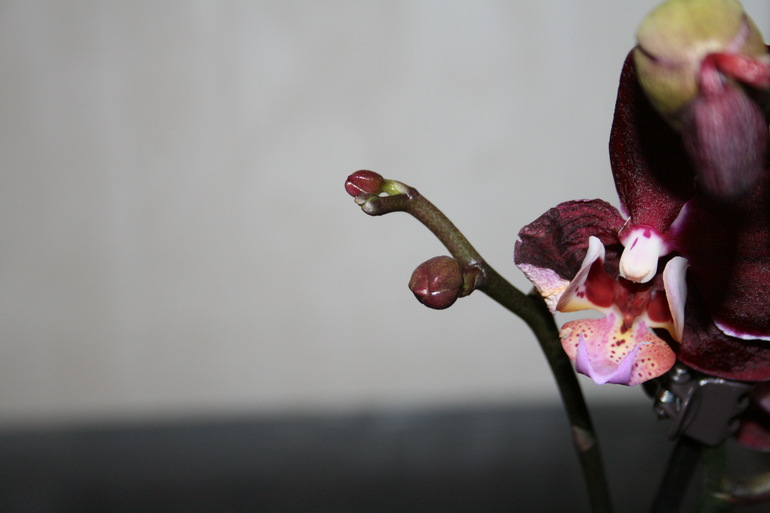 Пополнение в семе. Новая орхидейка. SOS.