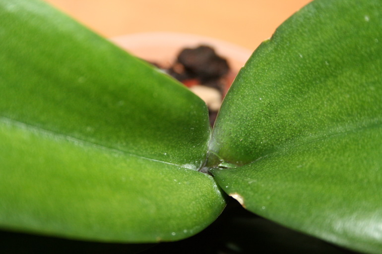 Пополнение в семе. Новая орхидейка. SOS.