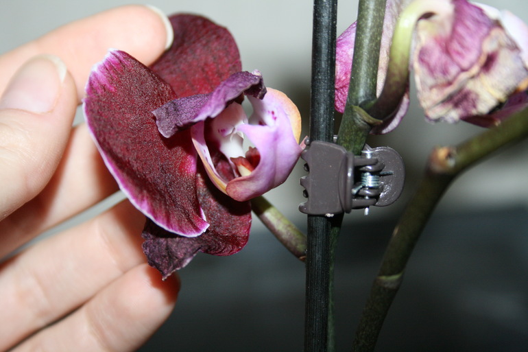 Пополнение в семе. Новая орхидейка. SOS.