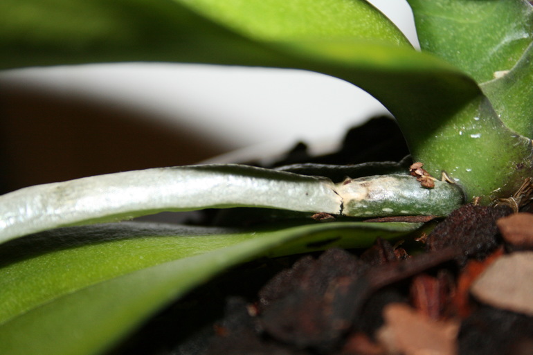 Пополнение в семе. Новая орхидейка. SOS.