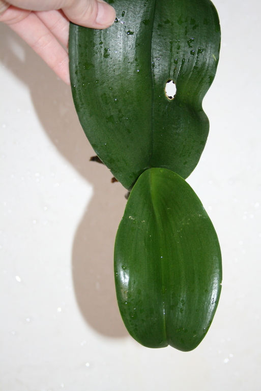 Девочки, беда с орхидеей!!!!