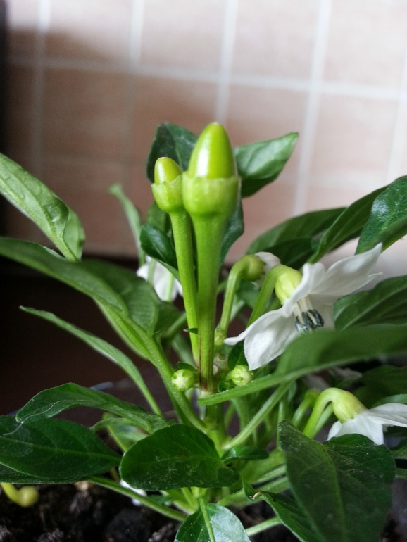 Перчик зреет