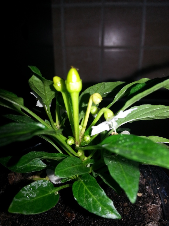 Перчик зреет