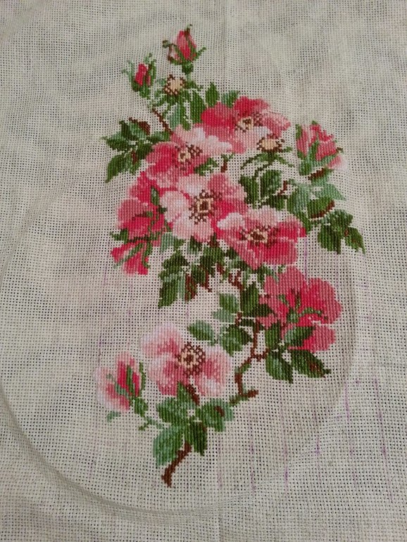 Цветущий шиповник.....