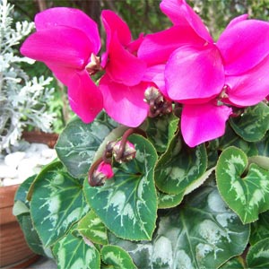 Цикламен. Выручайте, девочки!!!