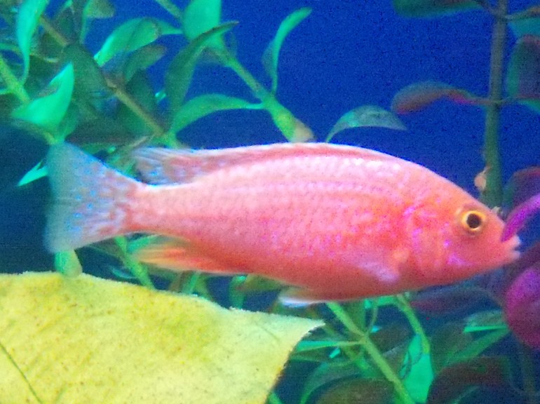 Помогите пожалуйста определить какие у нас рыбки живут?