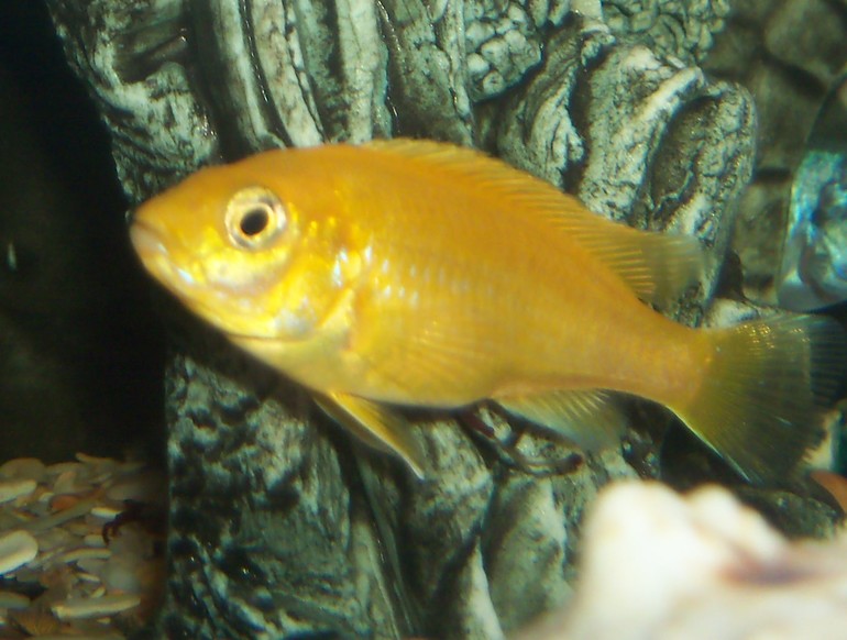 Помогите пожалуйста определить какие у нас рыбки живут?