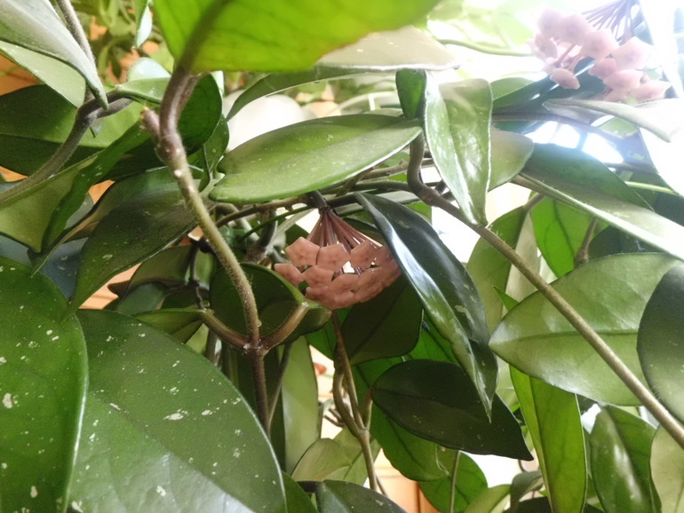 Хойя зацвела!!! Продаю взрослые растения .