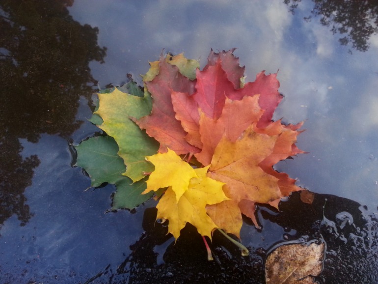 Немного мобильной осени...