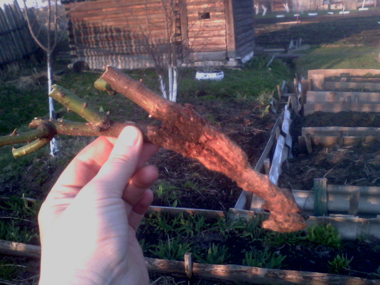 Весна пришла с сюрпризами.