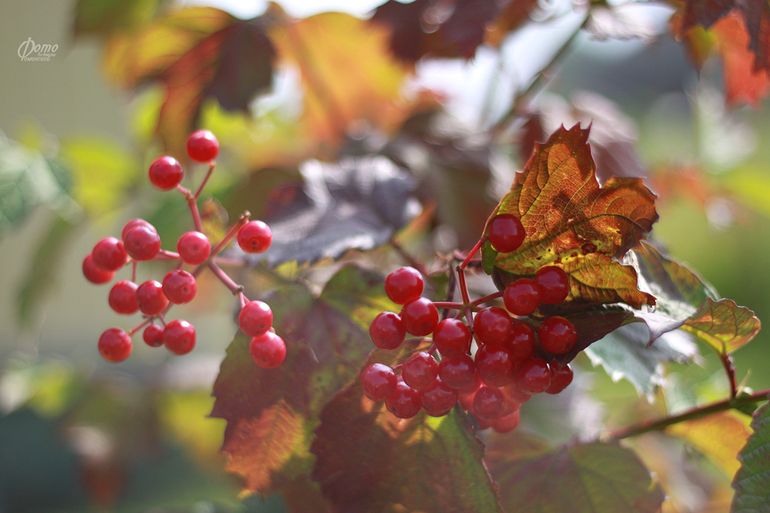 Ягодно-фруктовое