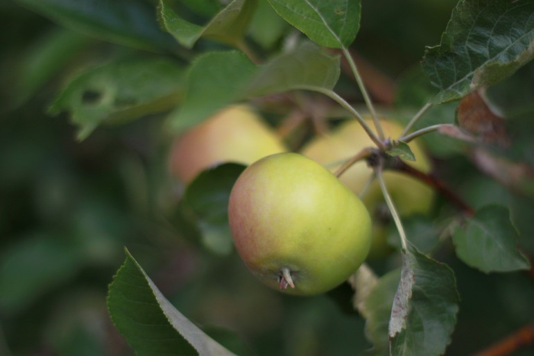 Ягодно-фруктовое