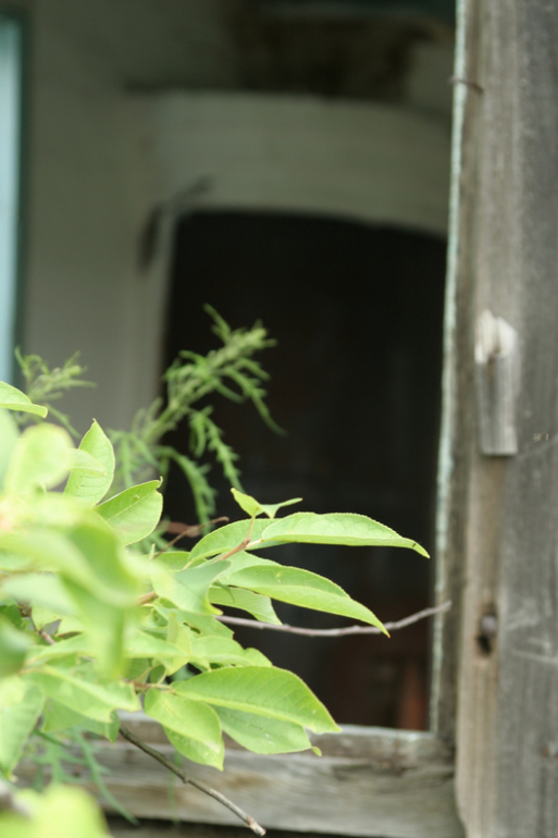 Дернова. останки...