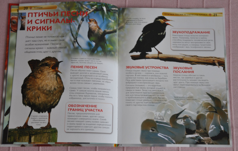 Весенние книги и произведения, 2 - 3 года