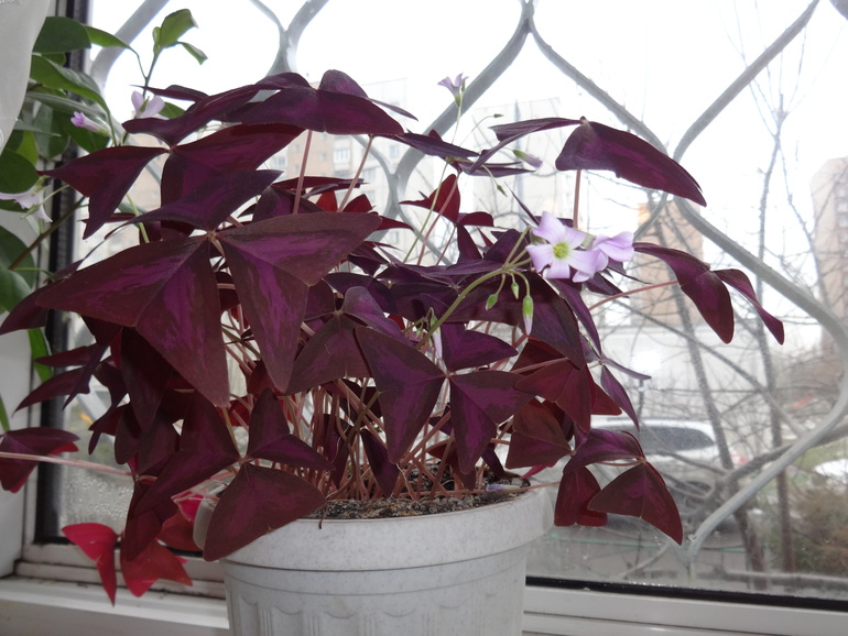 Новая жизнь в Новой квартире с Новыми цветами!!