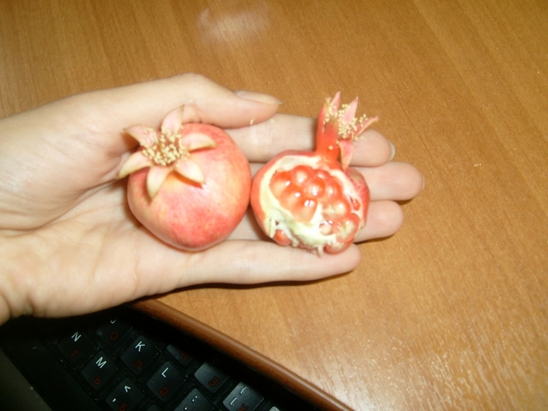 Новая жизнь в Новой квартире с Новыми цветами!!