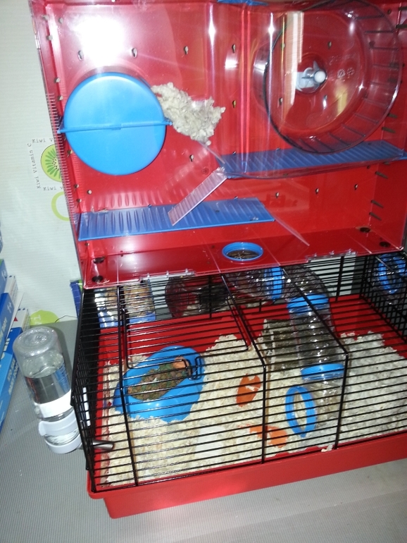 Большая клетка для Вашего хомячка