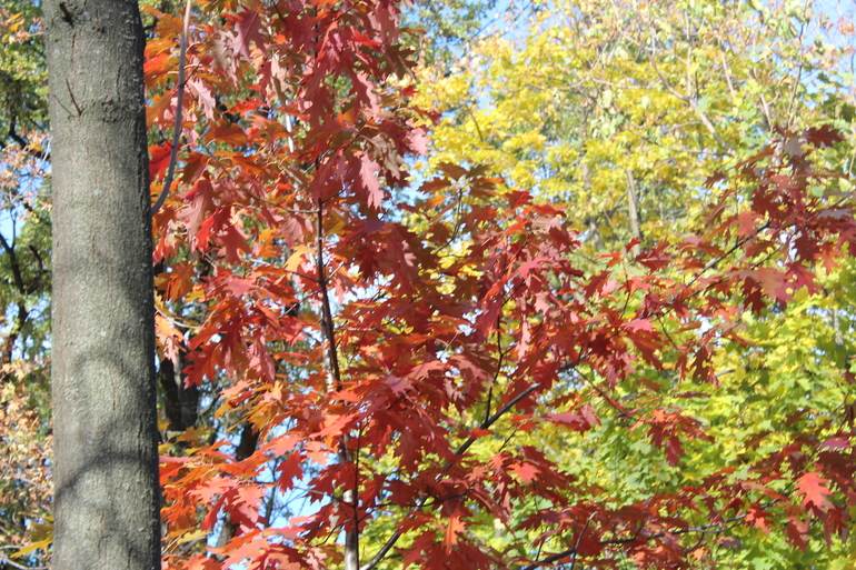 Сладкому Пончику девять!