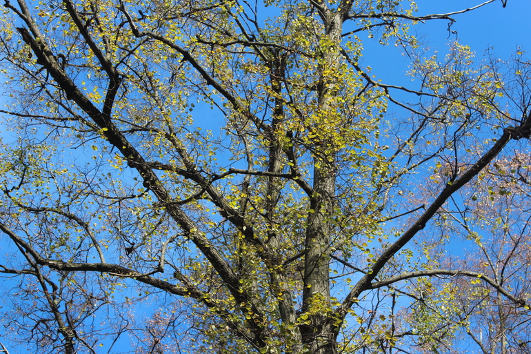 Сладкому Пончику девять!