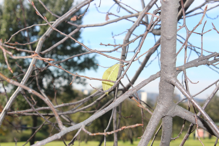 Сладкому Пончику девять!