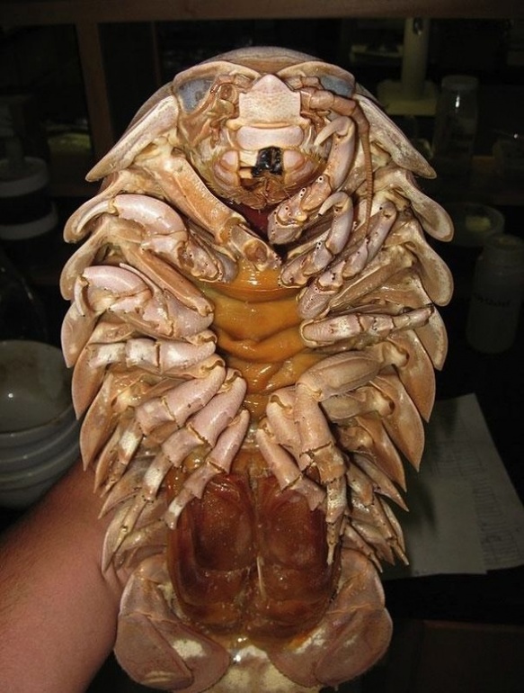 21 животное, о которых вы не знали.