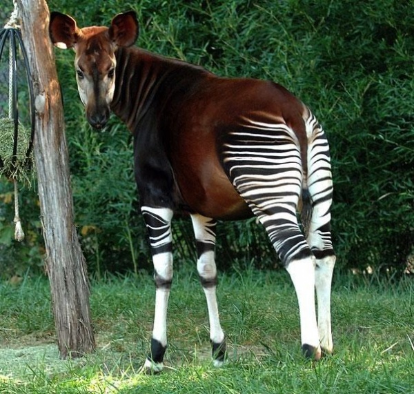 21 животное, о которых вы не знали.