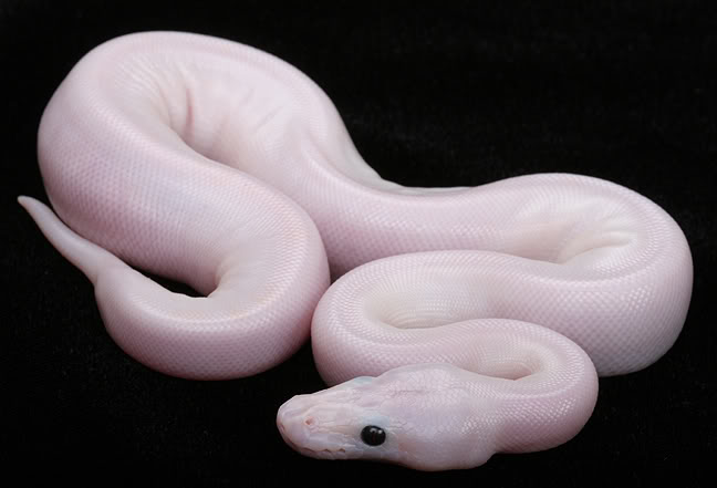 У природы кончились краски.