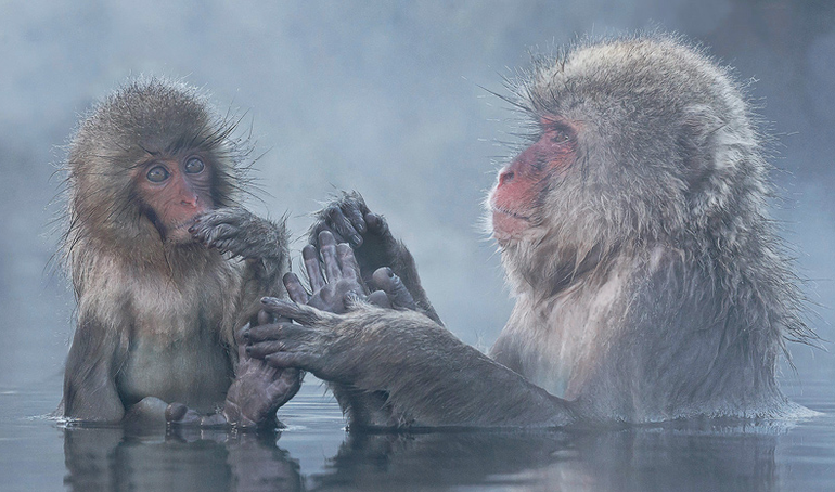 Обезьяний SPA