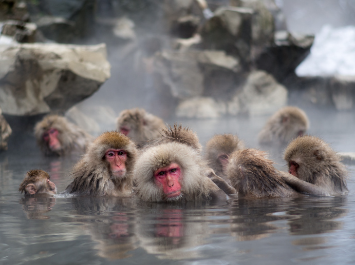 Обезьяний SPA