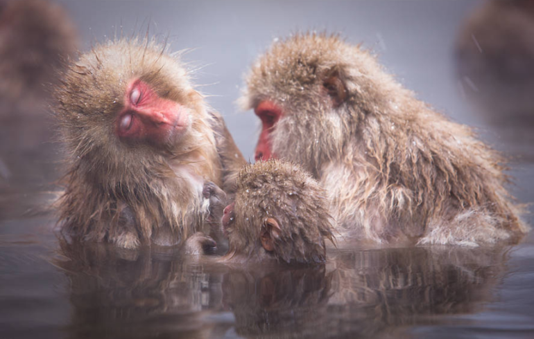 Обезьяний SPA