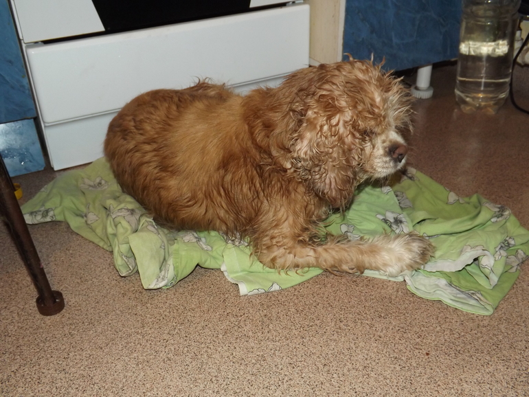 Помогите советом!Найдена собака!