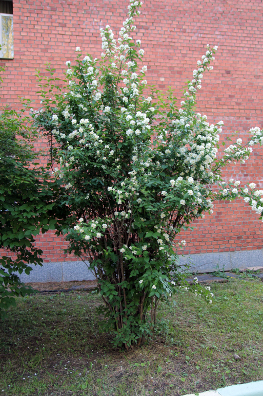 Тематические занятия ЦЫЕТЫ, часть 5, ЛАНДЫШ и ЖАСМИН